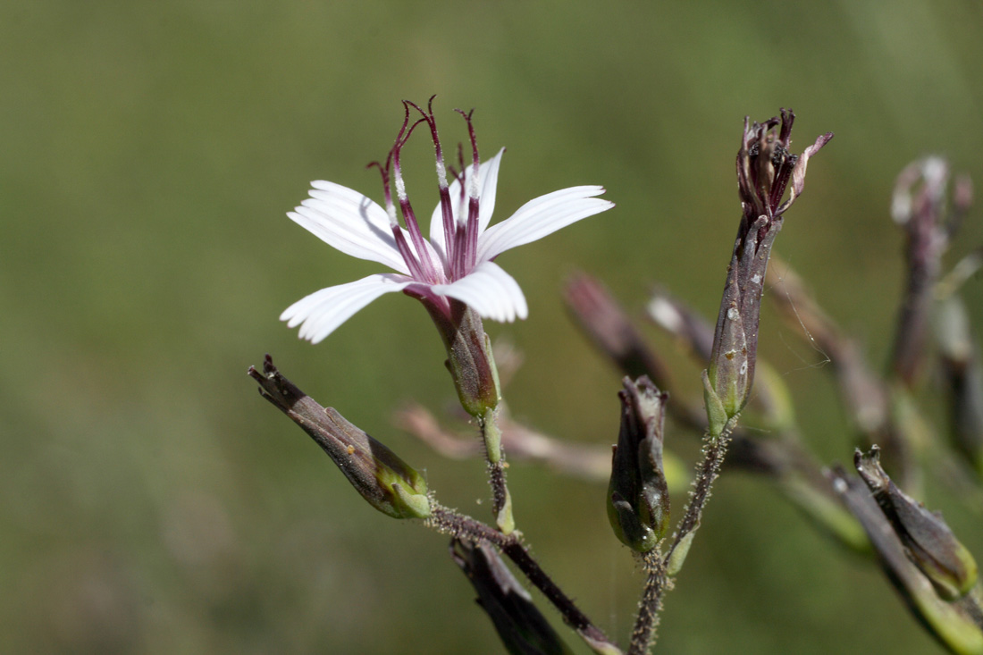 Image of Cicerbita rosea specimen.