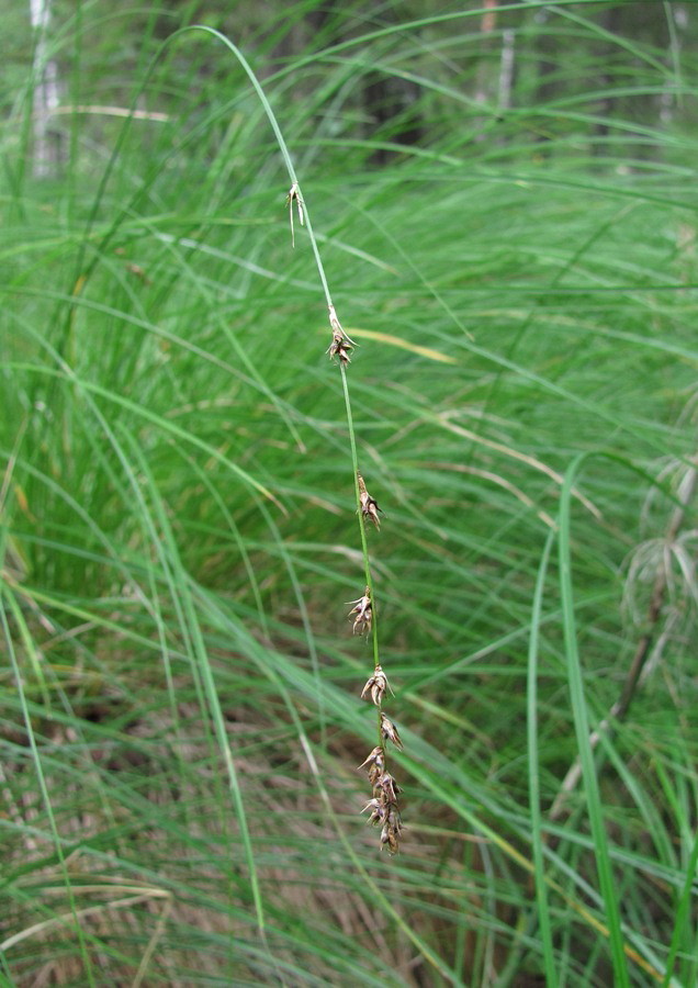 Image of Carex appropinquata specimen.