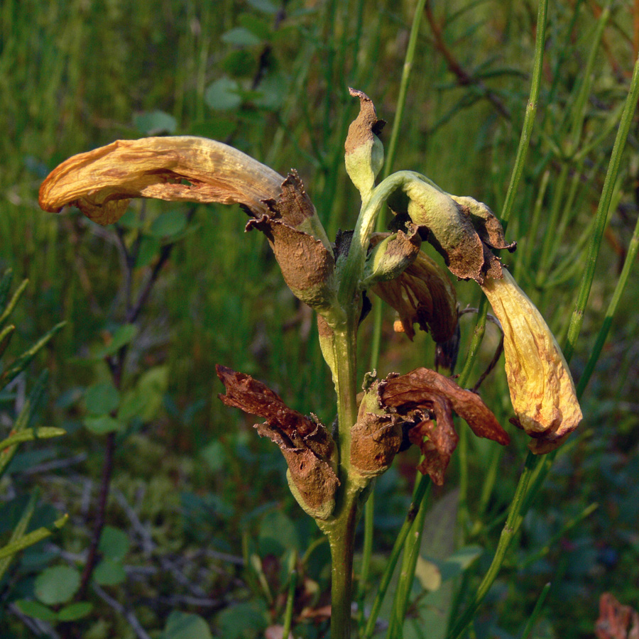 Image of Pedicularis sceptrum-carolinum specimen.