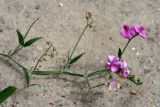 Lathyrus latifolius