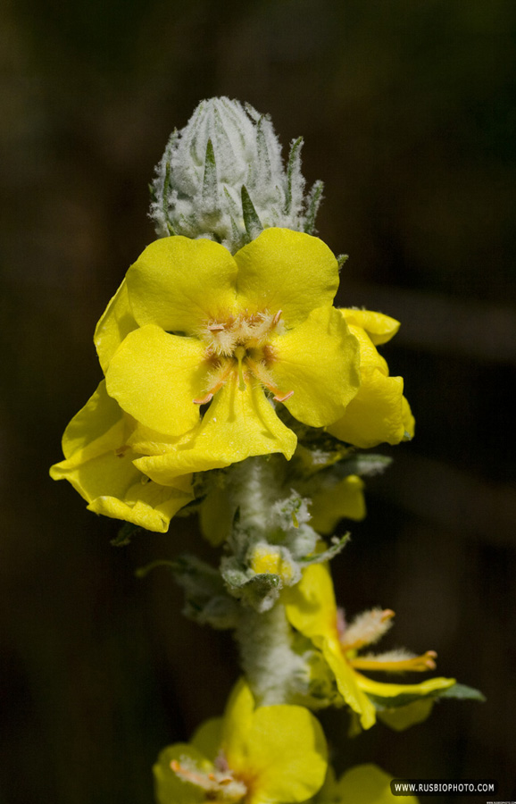 Image of Verbascum gnaphalodes specimen.