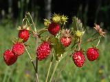 Fragaria vesca. Верхушка растения со спелыми плодами. Московская обл., Раменский р-н, окр. ж.-д. платформы Хрипань, просека под ЛЭП. 26.06.2005.