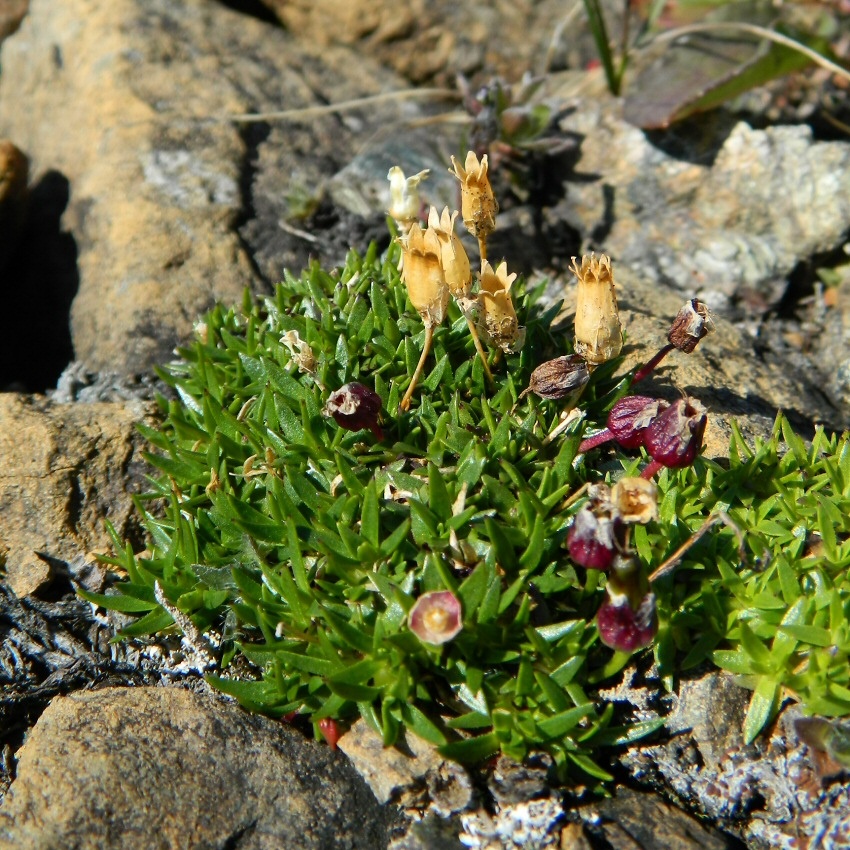 Image of Silene acaulis specimen.