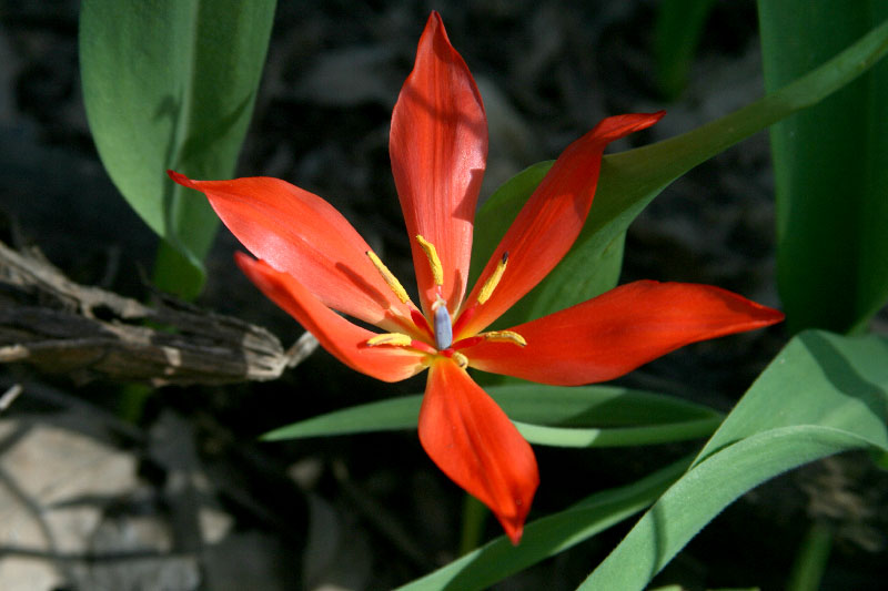 Image of Tulipa praestans specimen.