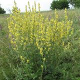 Verbascum lychnitis