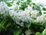 Catalpa bignonioides