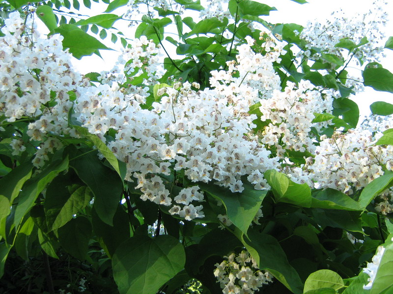 Image of Catalpa bignonioides specimen.