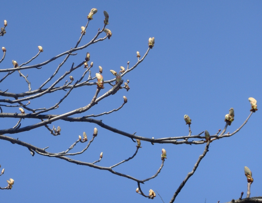 Изображение особи род Aesculus.