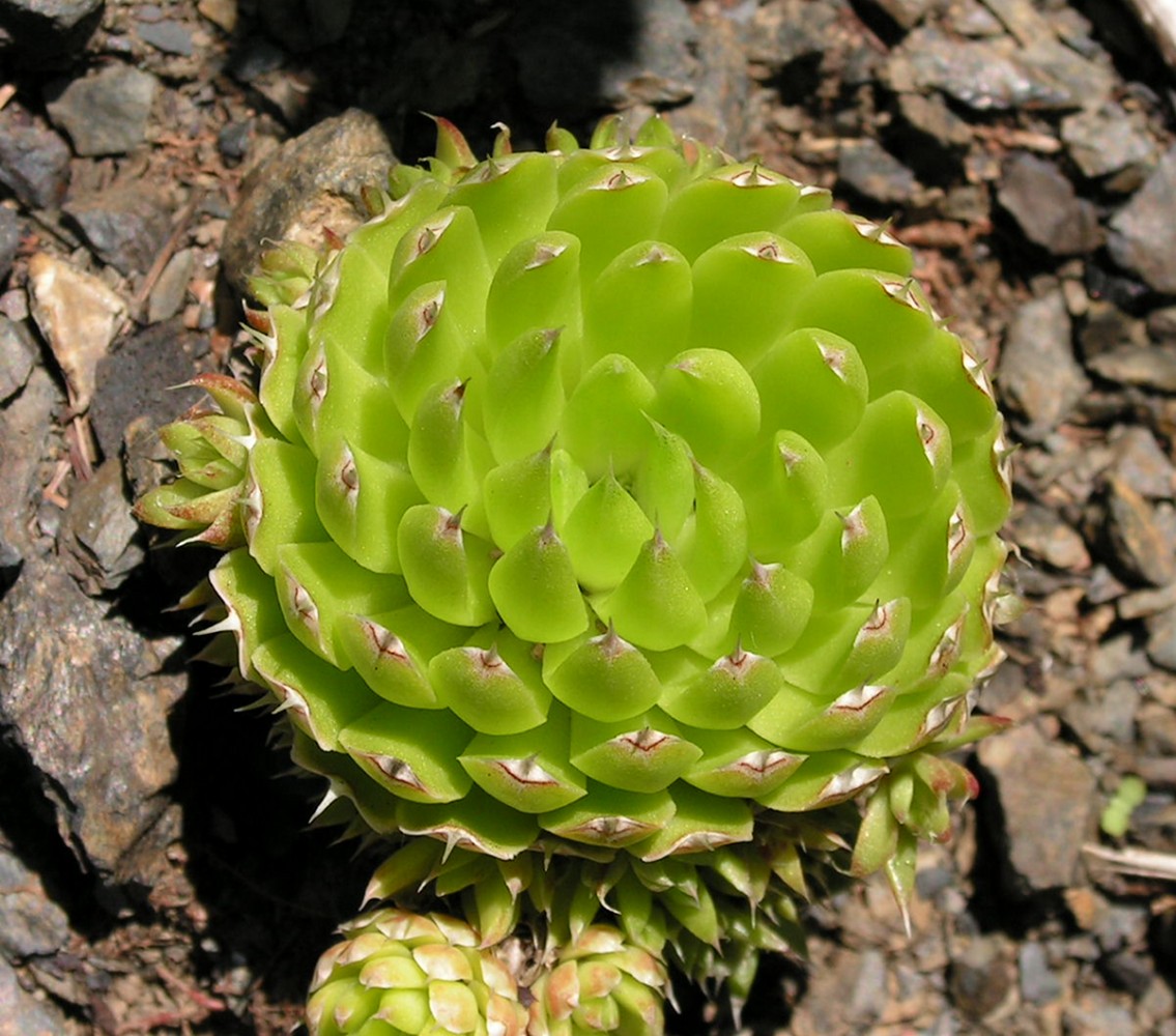 Image of Orostachys spinosa specimen.