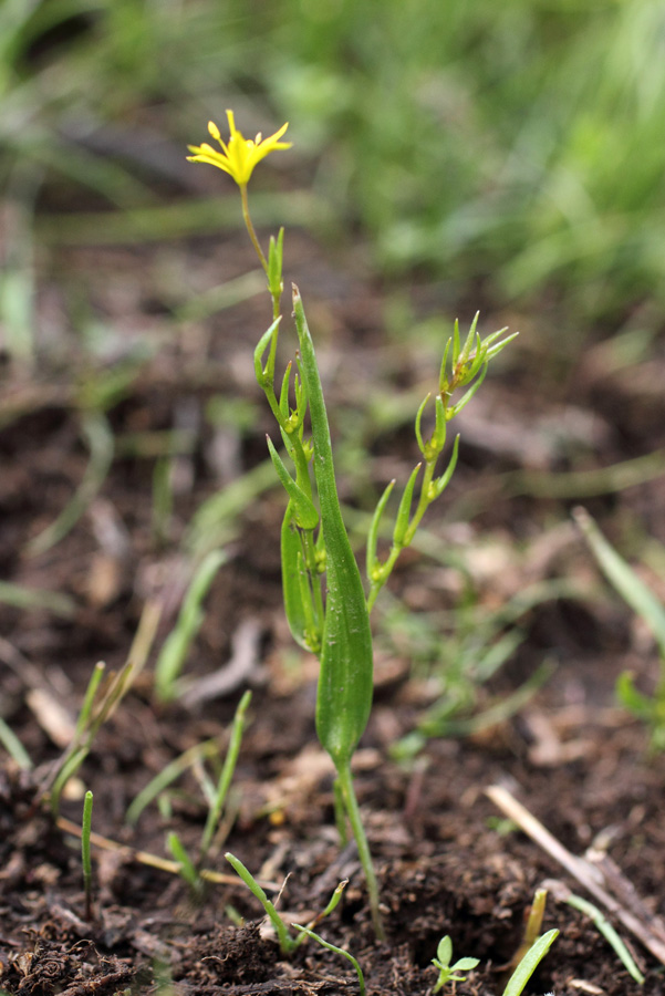 Image of Gagea gageoides specimen.