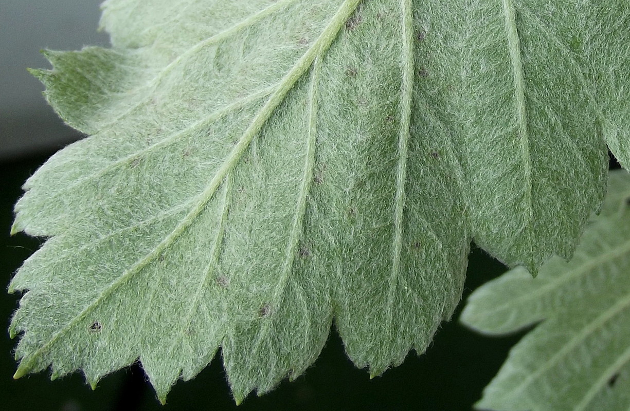 Image of Sorbus intermedia specimen.