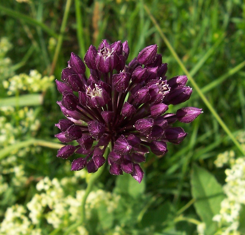 Image of Allium rotundum specimen.