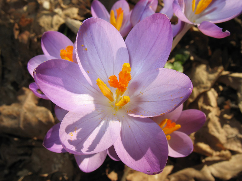 Изображение особи Crocus tommasinianus.