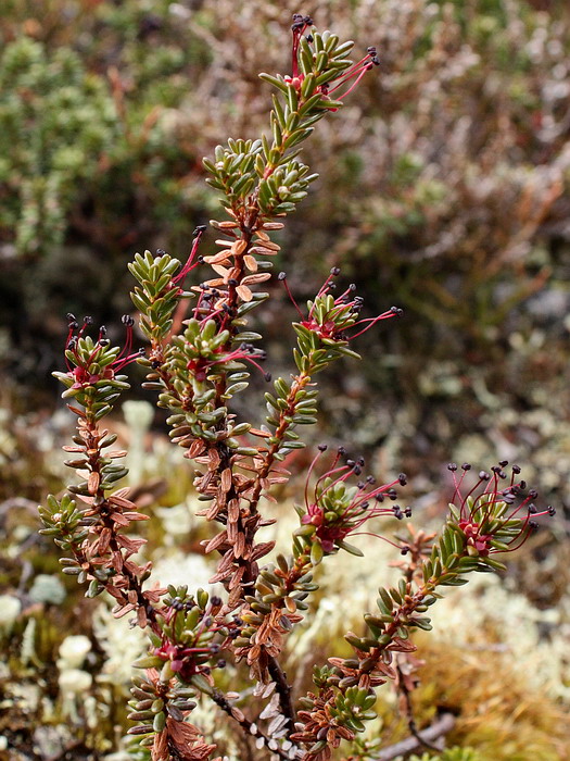 Image of Empetrum hermaphroditum specimen.