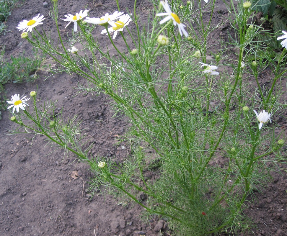 Image of Tripleurospermum inodorum specimen.