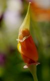 Eschscholzia californica. Раскрывающийся бутон. Германия, г. Кемпен, на балконе. 24.07.2012.18:44.