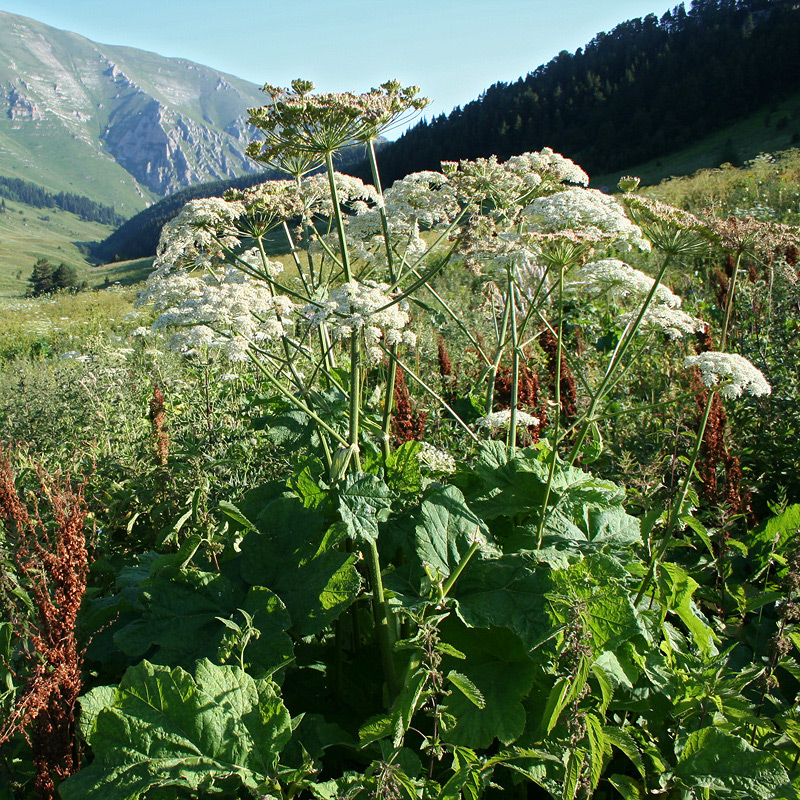 Изображение особи род Heracleum.