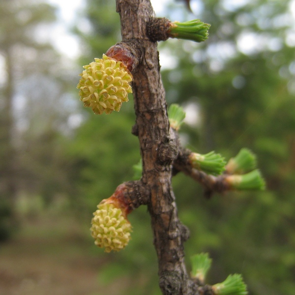 Image of Larix sibirica specimen.