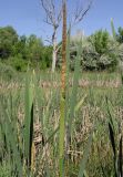 Typha × glauca. Верхушка побега с соцветием и листья. Саратовская обл., окр. г. Энгельс, заболоченный берег старичного озера. 10 июня 2011 г.