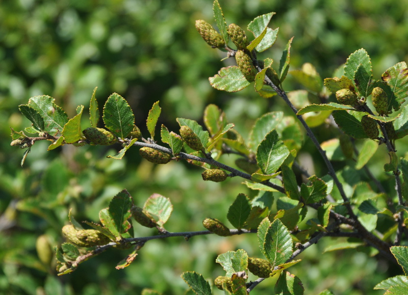 Изображение особи Betula ovalifolia.