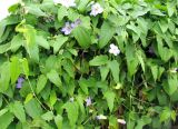 Thunbergia laurifolia. Цветущее растение. Монако, Монте-Карло, террасы Казино. 19.06.2012.