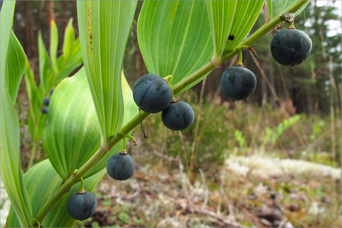 Image of Polygonatum odoratum specimen.