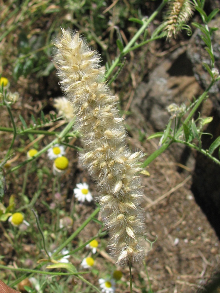 Image of Melica transsilvanica specimen.