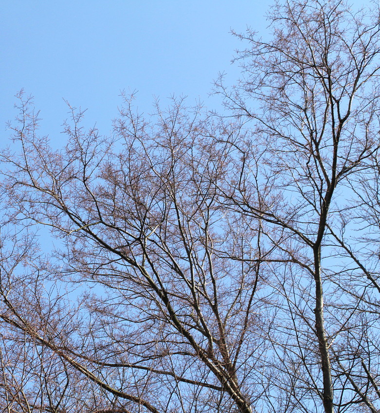 Image of Zelkova serrata specimen.