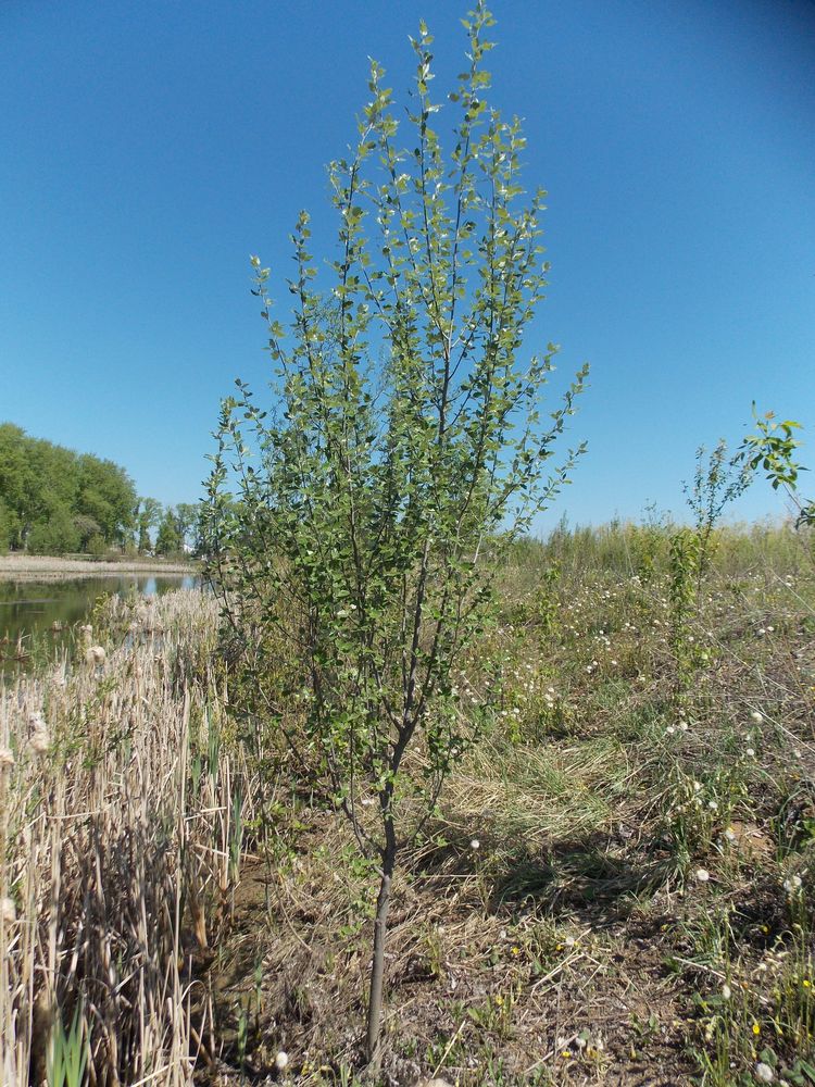 Image of Populus alba specimen.