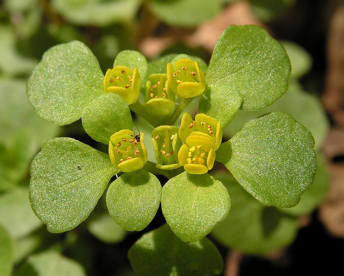 Изображение особи Chrysosplenium sinicum.