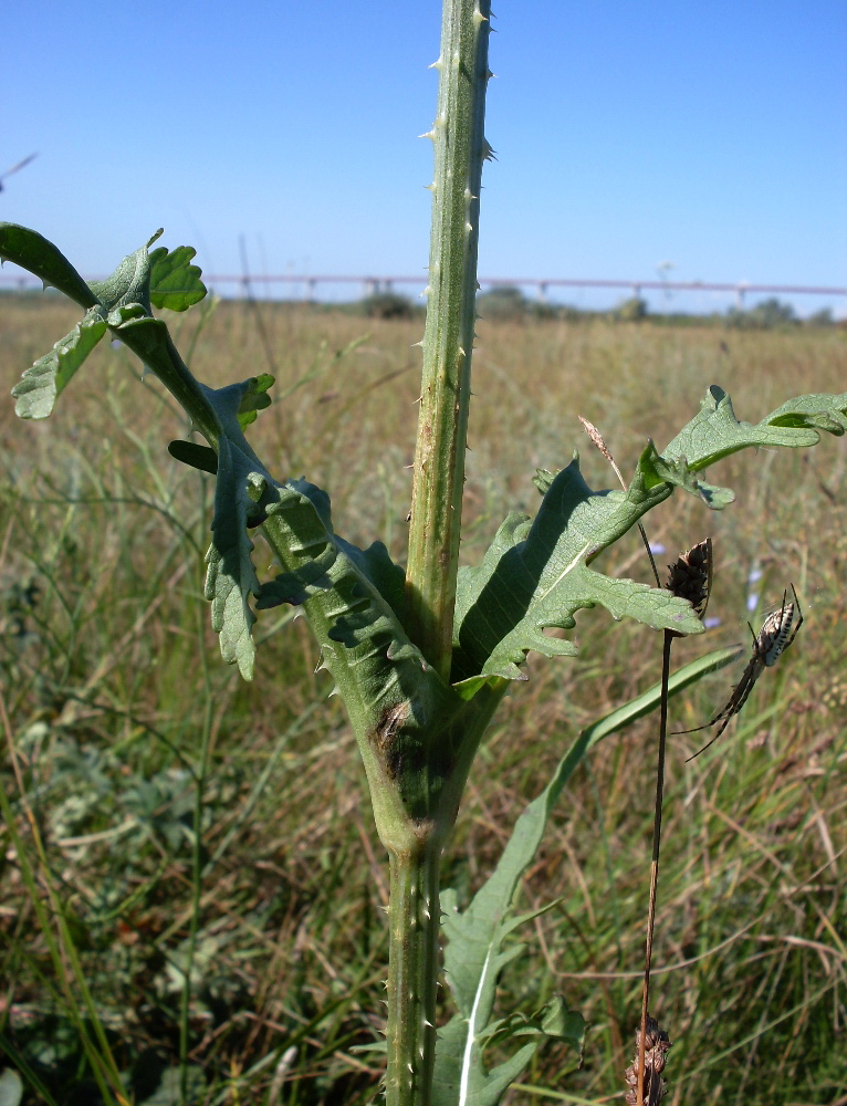 Image of Dipsacus laciniatus specimen.