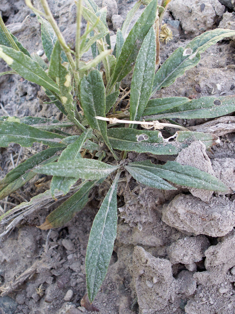 Image of Jurinea lanipes specimen.