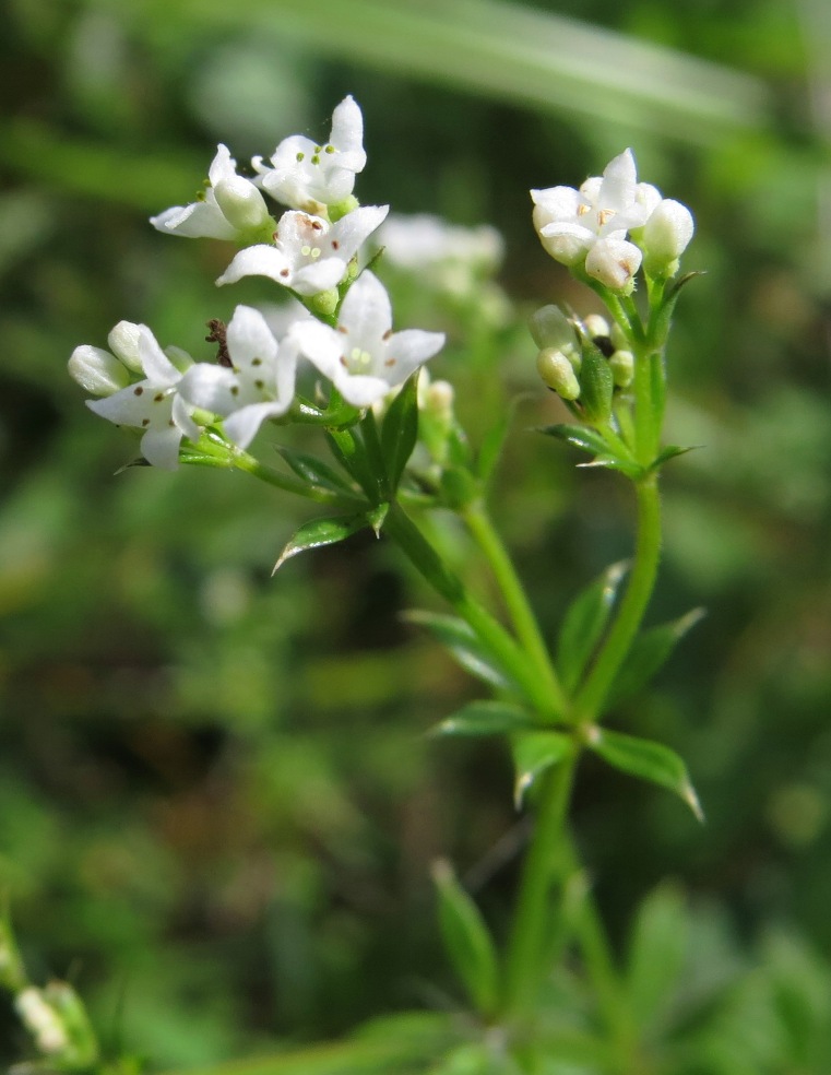 Image of Galium rivale specimen.