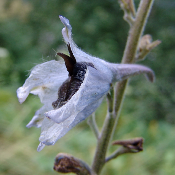 Image of Delphinium dasycarpum specimen.