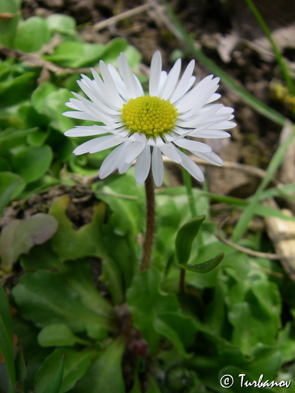 Image of Bellis perennis specimen.