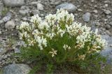 Oxytropis sordida