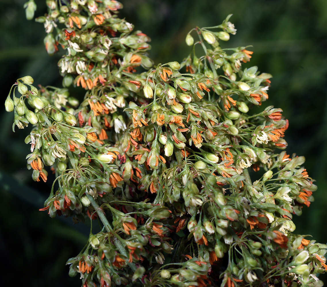 Image of Rumex confertus specimen.