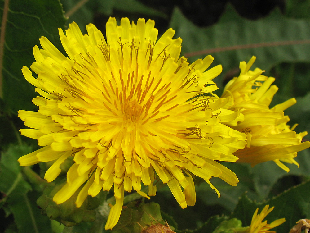 Image of Sonchus congestus specimen.