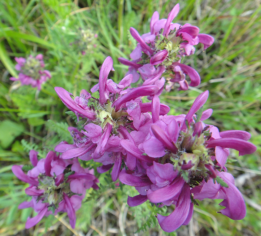 Image of Pedicularis uliginosa specimen.