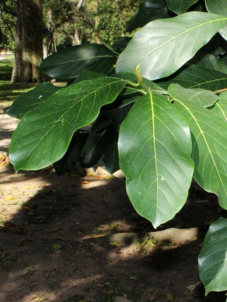 Image of Artocarpus heterophyllus specimen.