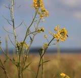 Sisymbrium loeselii