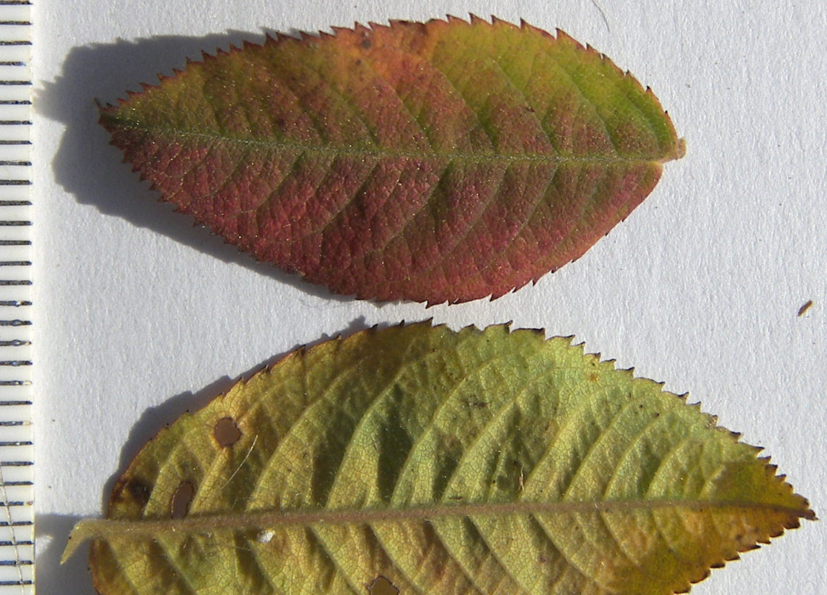 Image of Rosa canina var. hispida specimen.