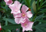 Nerium oleander