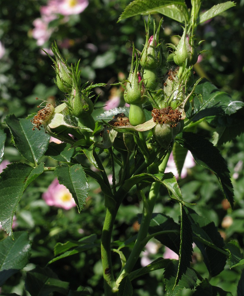 Image of genus Rosa specimen.