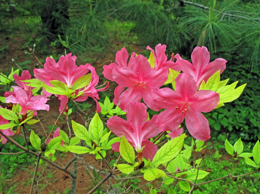 Image of genus Rhododendron specimen.