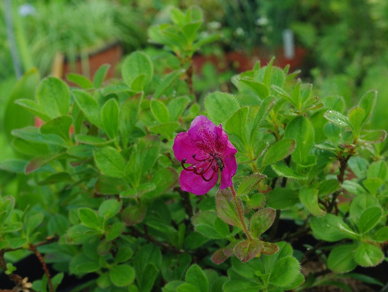 Image of Rhododendron camtschaticum specimen.