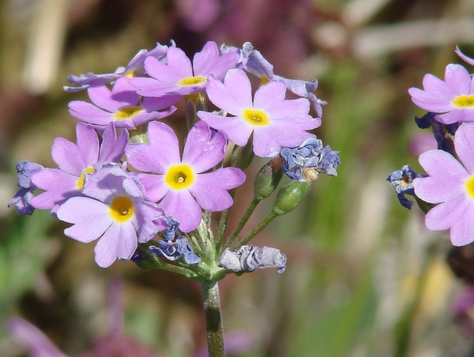 Image of Primula serrata specimen.