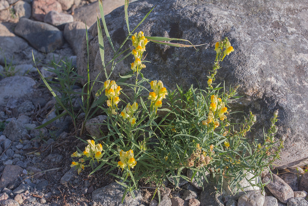 Image of Linaria vulgaris specimen.