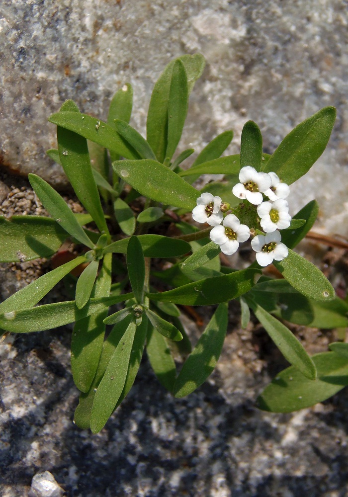 Image of Lobularia maritima specimen.