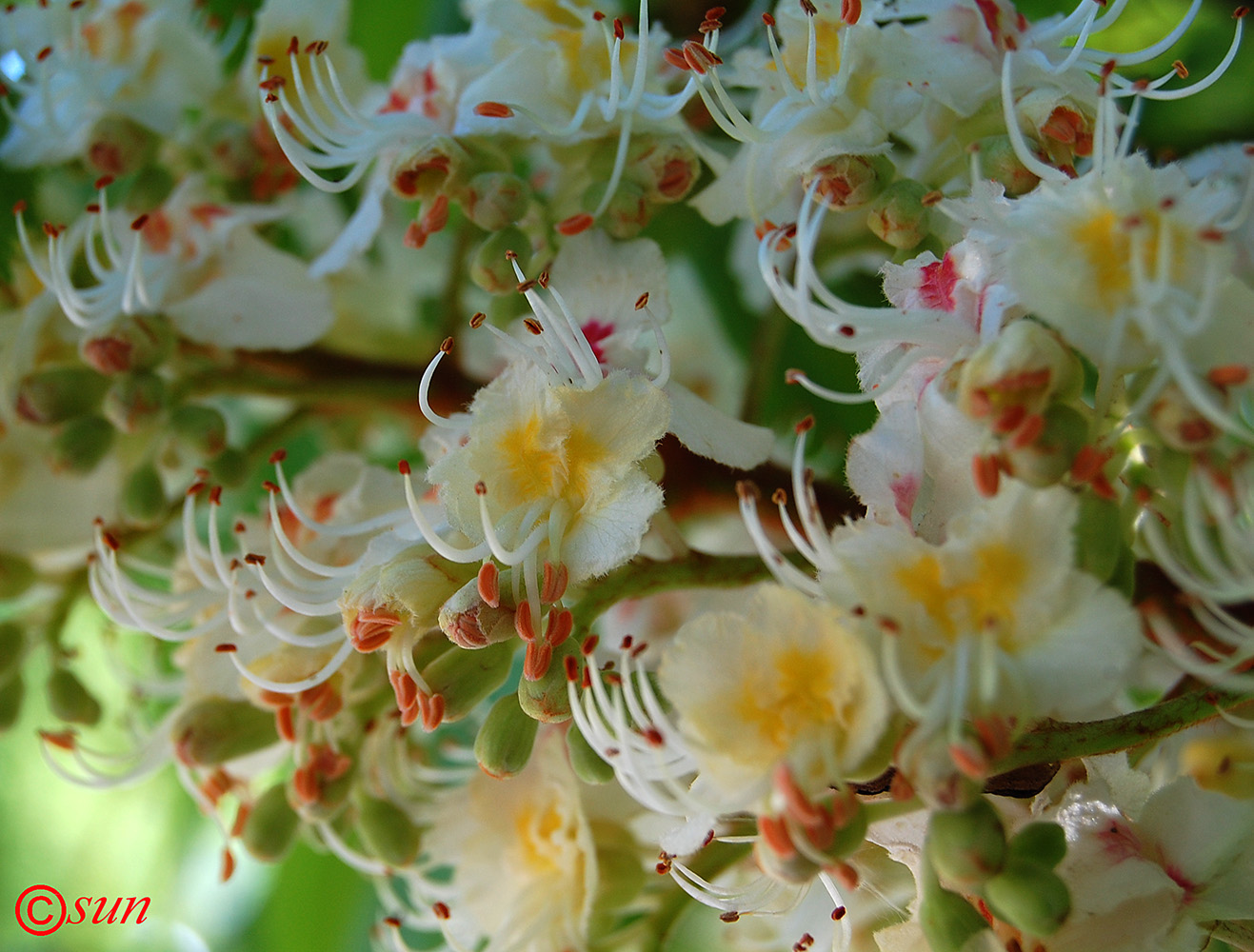 Image of Aesculus hippocastanum specimen.